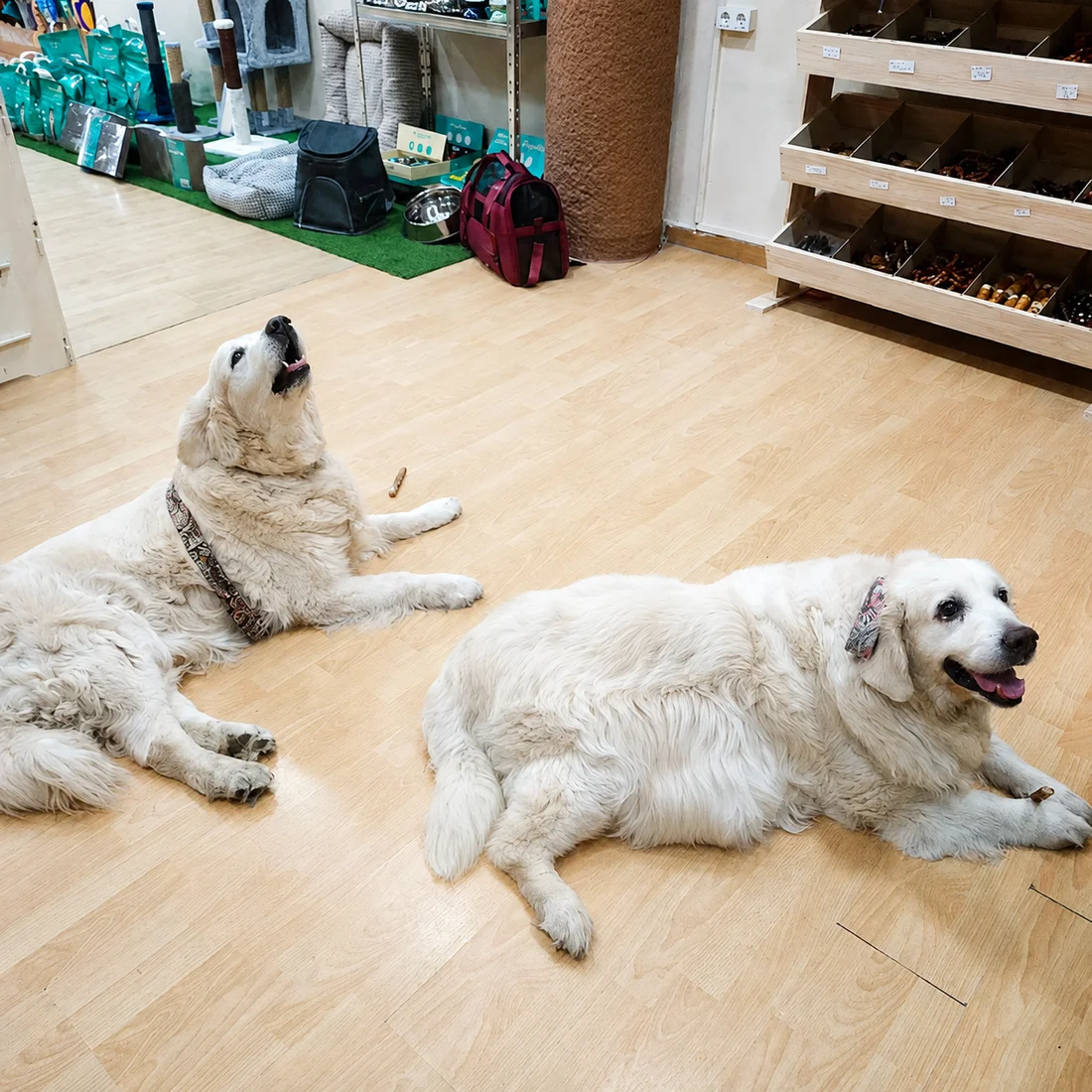 Lola y Marley, Gran Pirineo, clientas de Wildpet