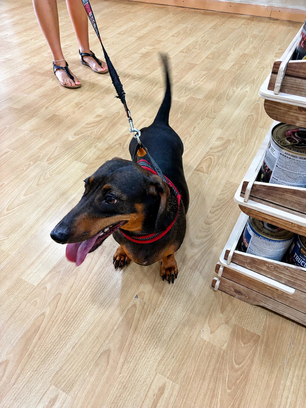 Tino, Teckel, cliente de Wildpet