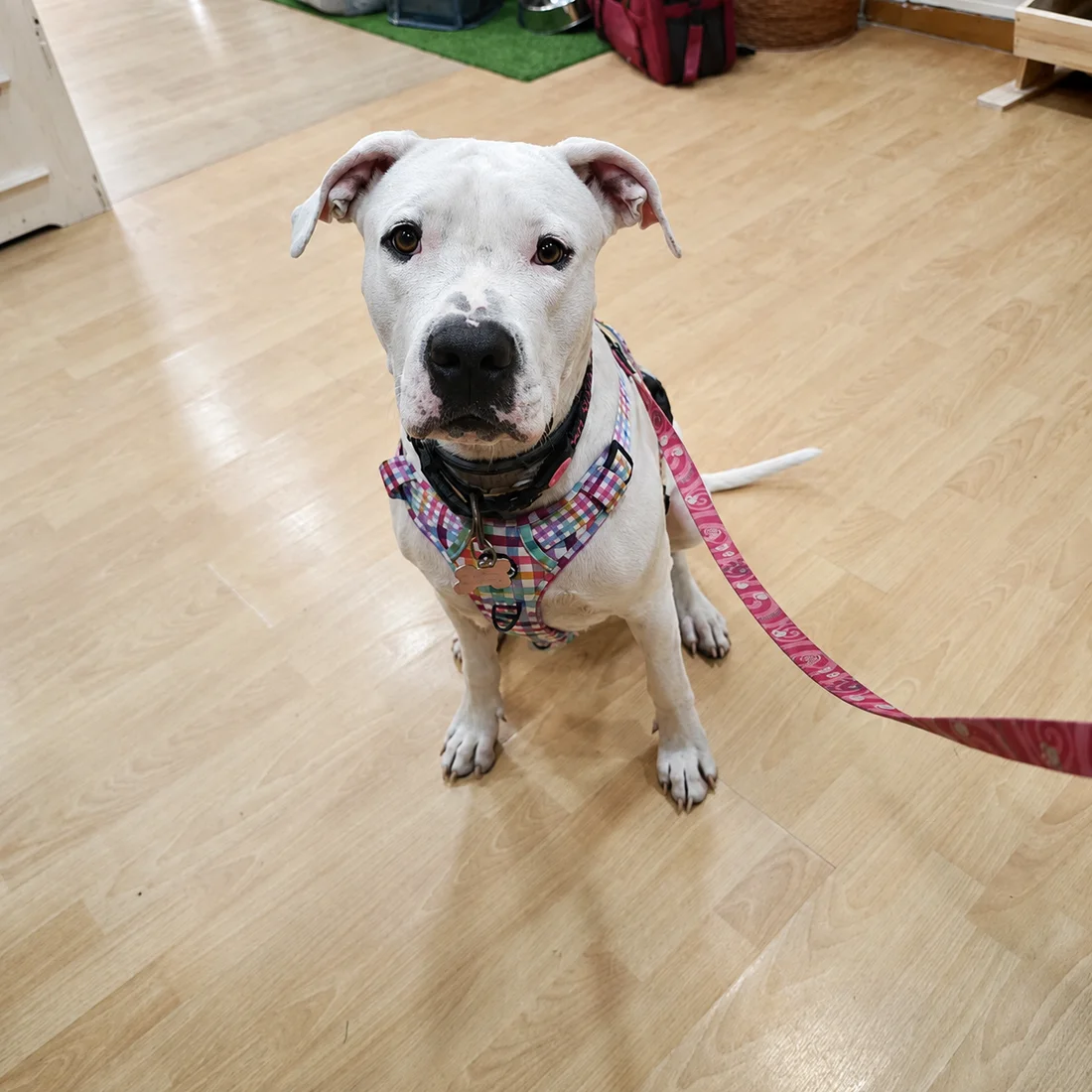Violeta, American Staffordshire Terrier, cliente de Wildpet